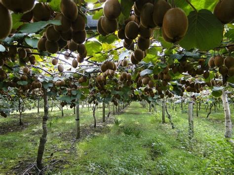 2 Different Delicious Kiwi Plant Varieties and How to Grow Them ...