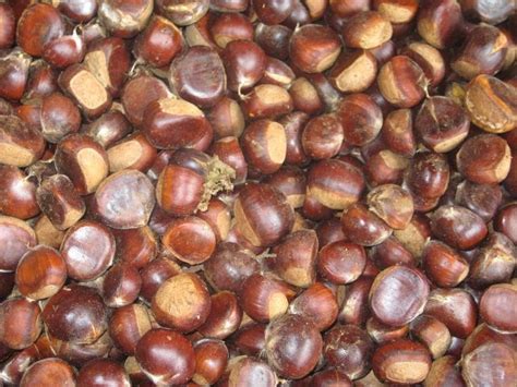 Chinese Chestnuts products,China Chinese Chestnuts supplier