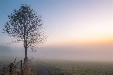 photography, Fall, nature, tree, landscape photography, DE, foggy, 4K, Deutschland, outdoors ...