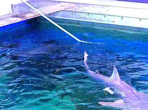 Behind the Scenes of the Atlantic Shark Feeding at Jenkinson's Aquarium - YouTube