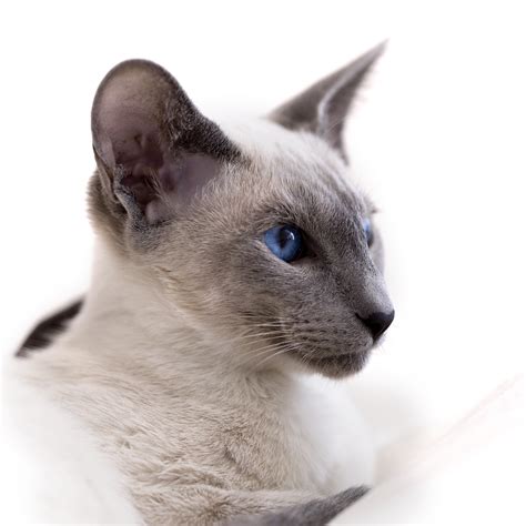 All About Siamese Cats - Cat Breeds | CatLoversDiary.com