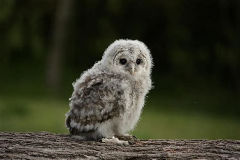 Super cute baby owl Baby Owls, Funny Animals, Cute Babies, Owl Babies, Barn Animals, Owl ...