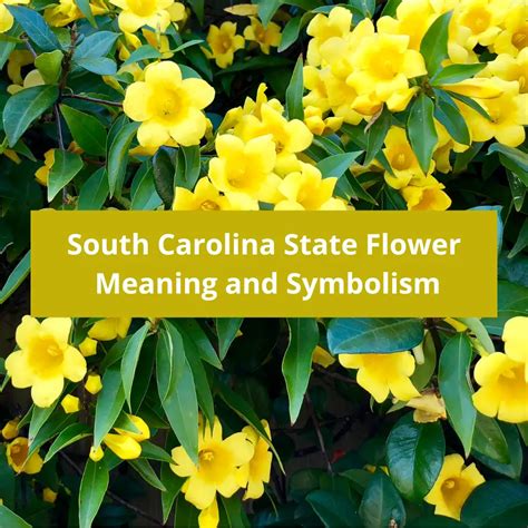 South Carolina State Flower: Yellow Jessamine, Meaning and Symbolism