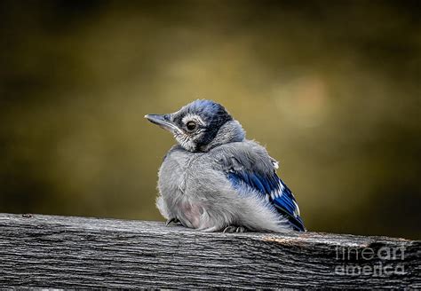 Baby Blue Jay Photograph by Robert Frederick