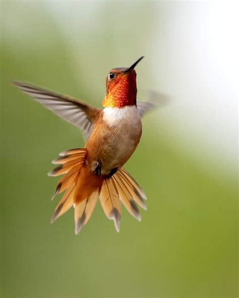 Hummingbird Migration: A Marvel of Nature | Whitehawk Birding Blog