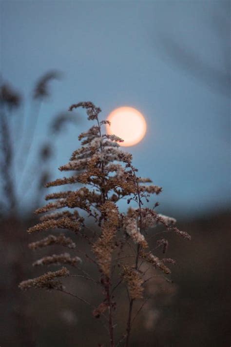 Plant Against Full Moon · Free Stock Photo