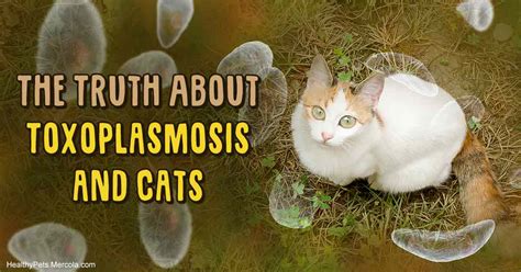 Toxoplasmosis in Cats