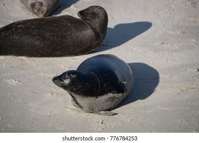 Sea Seals La Jolla Cove Stock Photo 776784253 | Shutterstock