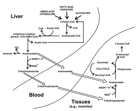 metabolism of ketone bodies | Leaders in Pharmaceutical Business ...