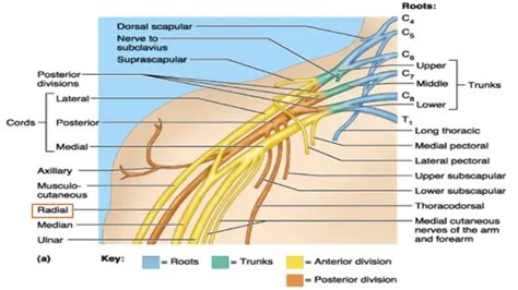 Causes of a Pinched Nerve in Shoulder