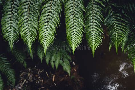 Fern Leaves,Dark Green Fern Foliage Stock Photo - Image of bright ...