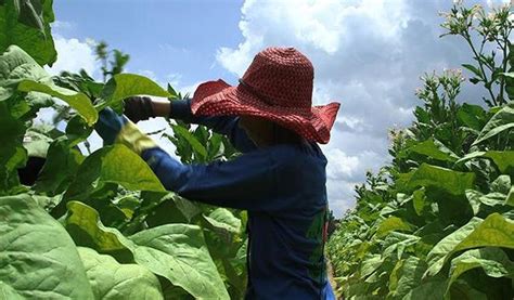 Childhood goes up in smoke for Indonesian tobacco farm workers