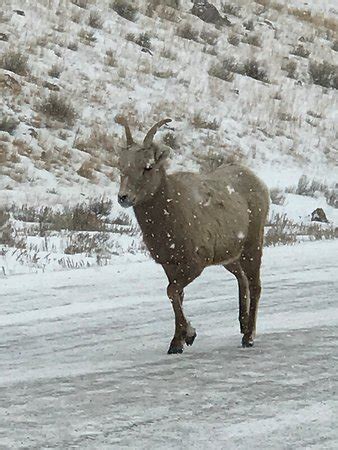 Jackson Hole Wildlife Safaris - 2019 All You Need to Know BEFORE You Go (with Photos) - TripAdvisor