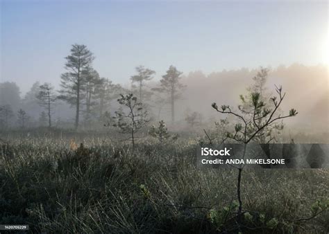 Misty Mire Landscape With Swamp Pines And Traditional Mire Vegetation ...