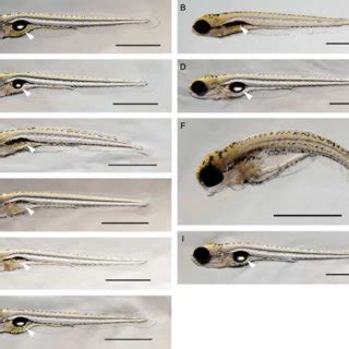 Morphology of zebrafish larvae cultured in different salinity... | Download Scientific Diagram