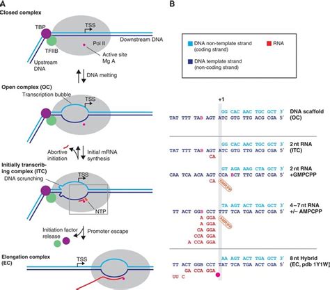 Initiation–elongation transition during Pol II transcription. (A)... | Download Scientific Diagram