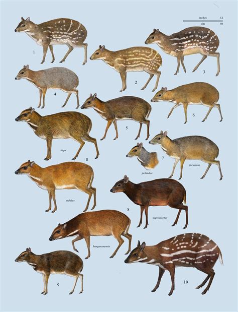 Family Tragulidae (Chevrotains) | Lynx Edicions | Mammals, Mouse deer, Animals