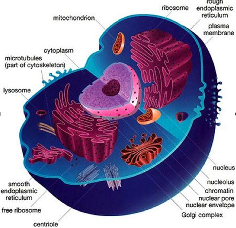 The Cellular Level of Organization Flashcards | Quizlet