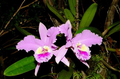 Orquídea Flor de Mayo (Cattleya mossiae). Flor nacional de Venezuela ...