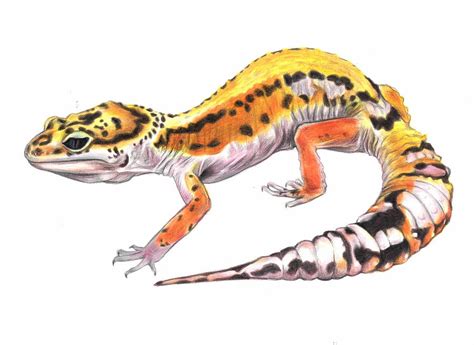 Leopard gecko Drawing by Yichen Gao - Pixels