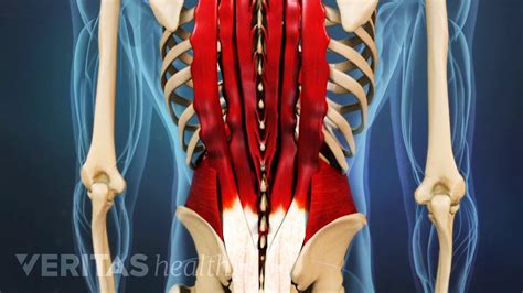 Tight Painful Lower Back Muscles | ocimumglobal.com
