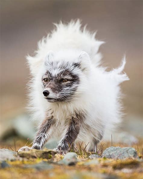 🔥 Arctic Fox pup has some fluffy fur 🔥 | Fox pups, Fox, Arctic fox