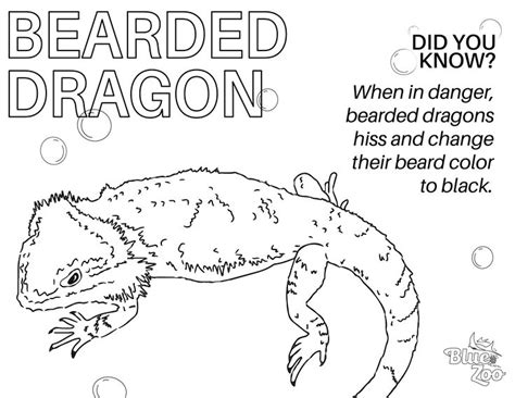 Bearded Dragon Care Sheet Printable