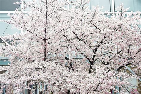 Japan Aesthetic Cherry Blossom Night Wallpaper - memmiblog