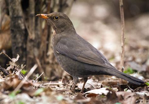 Mrs Blackbird | Female common blackbird (Turdus merula) stan… | Flickr