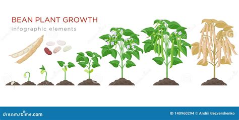 Growth Stages Of Alfalfa Plant. Vector Flat Illustration. Medicago ...