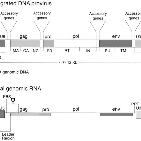 The exogenous retrovirus replication cycle. | Download Scientific Diagram