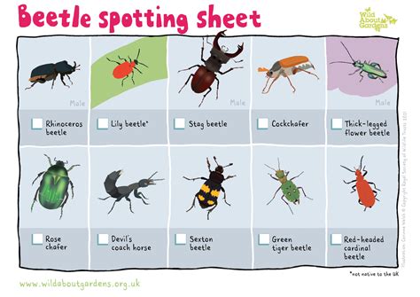 Public urged to record and help insects as UK enters ‘peak beetle’ season - Sheffield ...