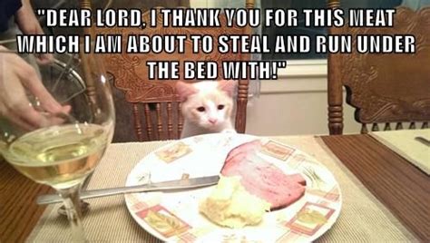 20 Funny Cat Easter Memes Too Cute To Not Share