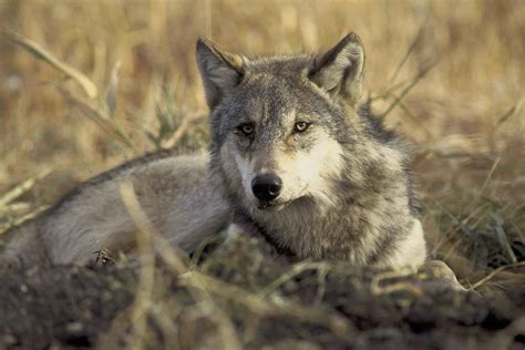 Rare Gray Wolf Now In Mono County - myMotherLode.com