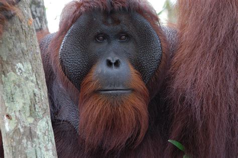 Survival of Orangutans Depends Upon Sustainable Palm Oil Value Chains ...