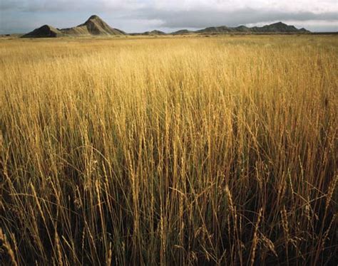 Temperate Grasslands - Temperate Grasslands