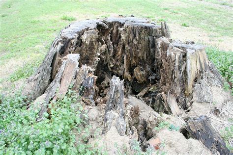 Free stock photo of rotten, tree stump