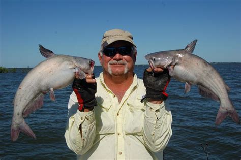 Blue catfish on steady bite at Tawakoni: Smaller, eater-size fish in season, spawn right around ...