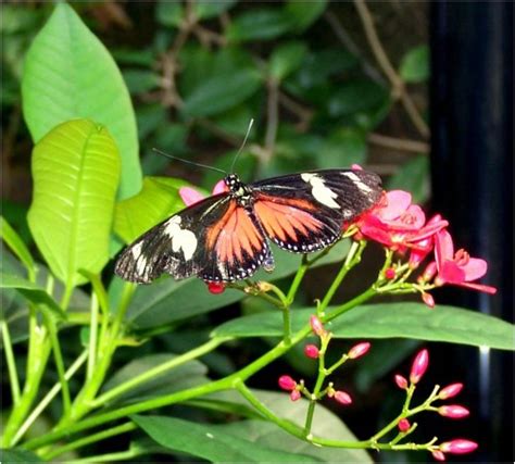 Butterfly Pavilion - Butterfly - Westminster, Colorado | RedGage