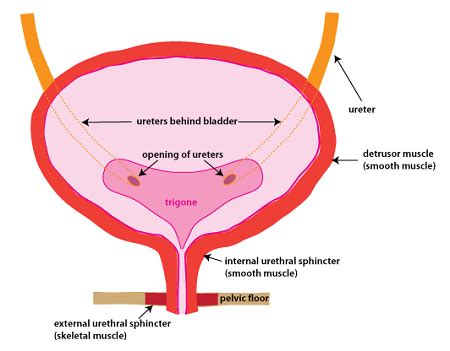 What is the trigone of the bladder? | Homework.Study.com