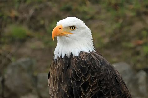 Why Are Female Bald Eagles Bigger than Males? (Explained!)