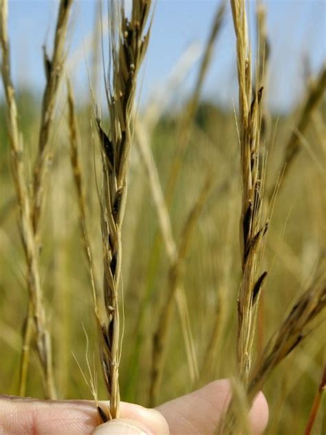 Province of Manitoba | agriculture - Ergot