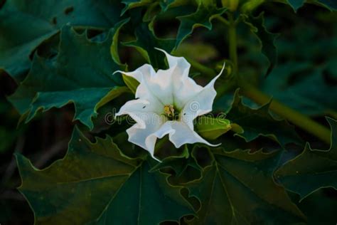 Datura stramonium stock image. Image of bush, green - 124054841