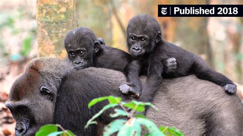 A Census of Gorillas and Chimpanzees Finds More Than Expected - The New ...