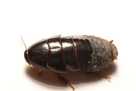 Australian Giant Burrowing Cockroach On White Background Stock Photo - Image of isolated ...