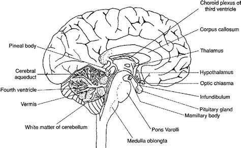 Brain diagram labeled