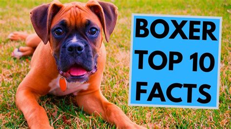 Boxer Dog Breed - TOP 10 Interesting Facts | Boxer dog breed, Boxer ...