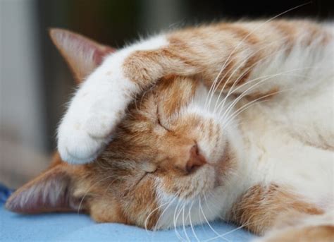 Cat Cold Remedies | Remedies for Cat Sneezing and Runny Nose | PetMD