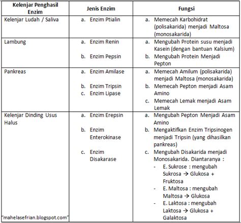 Sharing is Caring~: Jenis-Jenis Enzim pada Pencernaan Manusia