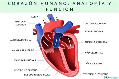 Anatomia Del Corazon Anatomia Anatomia Del Corazon Anatomia Medica ...